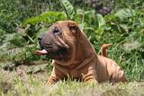 SHAR-PEI 859